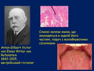 Anton Gilbert Victor
von Ebner Ritter von
Rofenstein
1842-1925,
австрійський гістолог
Слинні залози язика, що
знаходяться в задній його
частині, поруч з жолобкуватими
сосочками
 