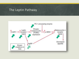 The Leptin Pathway
 