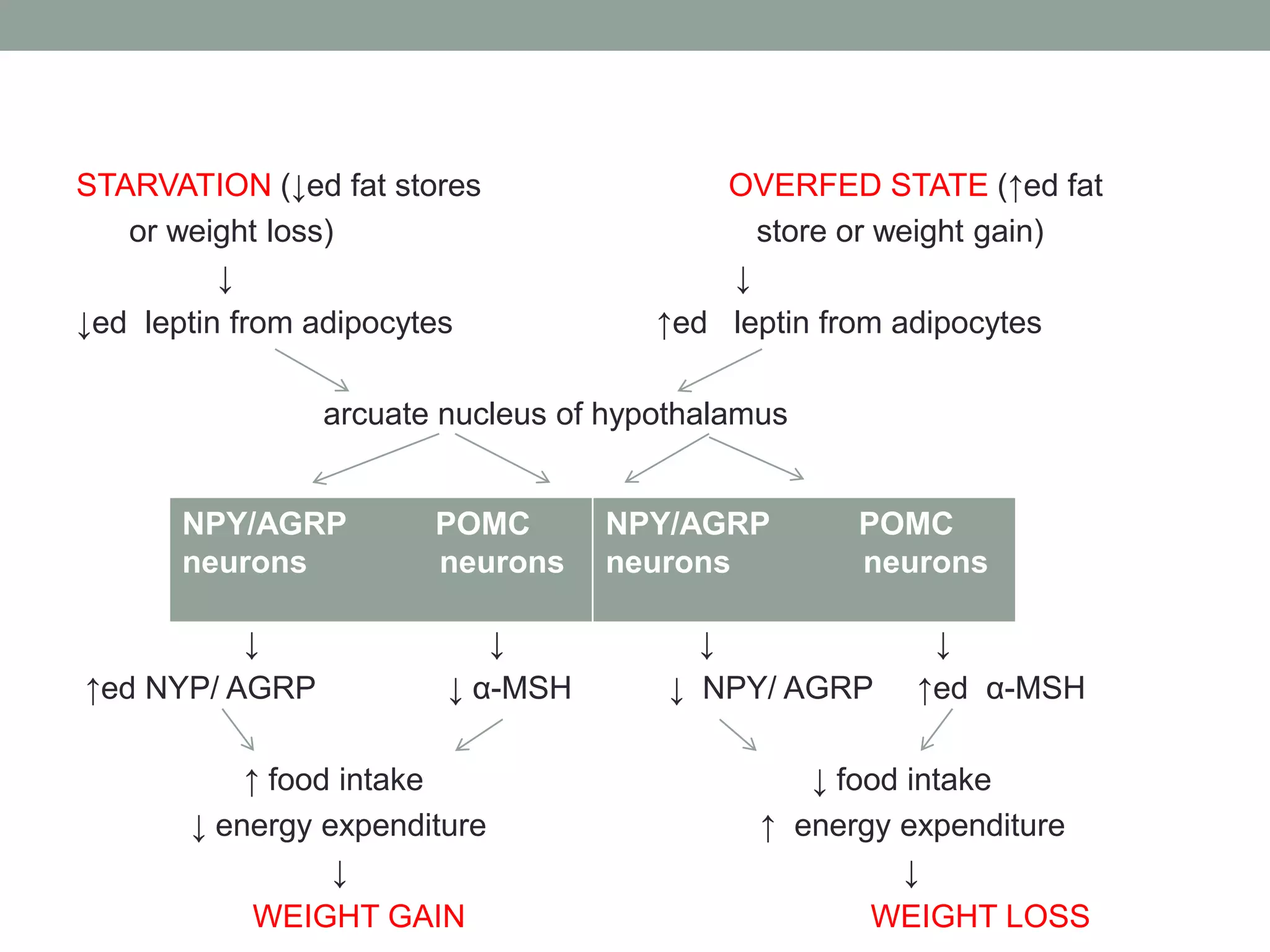 STARVATION (↓ed fat stores OVERFED STATE (↑ed fat
or weight loss) store or weight gain)
↓ ↓
↓ed leptin from adipocytes ↑ed leptin from adipocytes
arcuate nucleus of hypothalamus
↓ ↓ ↓ ↓
↑ed NYP/ AGRP ↓ α-MSH ↓ NPY/ AGRP ↑ed α-MSH
↑ food intake ↓ food intake
↓ energy expenditure ↑ energy expenditure
↓ ↓
WEIGHT GAIN WEIGHT LOSS
NPY/AGRP POMC
neurons neurons
NPY/AGRP POMC
neurons neurons
 