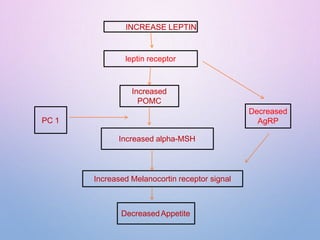 INCREASE LEPTIN
Increased Melanocortin receptor signal
Increased
POMC
Increased alpha-MSH
DecreasedAppetite
PC 1
leptin receptor
Decreased
AgRP
 