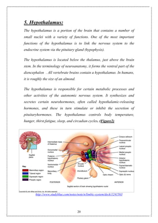 20
5. Hypothalamus:
The hypothalamus is a portion of the brain that contains a number of
small nuclei with a variety of functions. One of the most important
functions of the hypothalamus is to link the nervous system to the
endocrine system via the pituitary gland (hypophysis).
The hypothalamus is located below the thalamus, just above the brain
stem. In the terminology of neuroanatomy, it forms the ventral part of the
diencephalon . All vertebrate brains contain a hypothalamus. In humans,
it is roughly the size of an almond.
The hypothalamus is responsible for certain metabolic processes and
other activities of the autonomic nervous system. It synthesizes and
secretes certain neurohormones, often called hypothalamic-releasing
hormones, and these in turn stimulate or inhibit the secretion of
pituitaryhormones. The hypothalamus controls body temperature,
hunger, thirst,fatigue, sleep, and circadian cycles. (Figure2)
http://www.studyblue.com/notes/note/n/limbic-system/deck/1241563
 