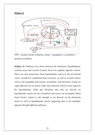 26
(Figure 3)
NTS = nucleus tractus solitarius; amyg = amygdala; n. accumbens =
nucleus accumbens.
(Figure 3): Pathways are shown between the brainstem, hypothalamus,
cortical areas and reward circuitry known to regulate appetite control.
There are also projections from hypothalamic nuclei to the pre-frontal
cortex, involved in conditioned taste aversion, as well as reward centres
such as the amygdala and nucleus accumbens. Gut hormones acting via
vagal afferents act on nuclei within the brainstem which in turn signal to
the hypothalamus. Some gut hormones may also act directly on
hypothalamic nuclei via the circulation and across an incomplete blood
brain barrier. Leptin is also thought to act directly on the brainstem
nuclei as well as hypothalamic nuclei suggesting that it can modulate
appetite through different pathways.
 