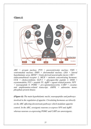 27
(Figure 4)
ARC = arcuate nucleus; PVN = paraventricular nucleus; VMN =
ventromedial nucleus; DMN = dorsomedial nucleus; LHA = lateral
hypothalamic area; BDNF = brain-derived neurotrophic factor; CB1=
endocannabinoid receptor 1; MCH = melanin concentrating hormone;
CCK = cholecystokinin; GLP-1 = glucagon-like peptide 1; OXM =
oxyntomodulin; PYY = peptide YY; AgRP = agouti related protein; NPY
= neuropeptide Y; POMC = pro-opiomelanocortin; CART = cocaine-
and amphetamine-related transcript; AMPK = adenosine mono-
phosphate protein kinase.
(Figure 4): The main hypothalamic nuclei, neuropeptides and pathways
involved in the regulation of appetite. Circulating hormones act directly
on the ARC affecting downstream pathways which modulate appetite
control. In the ARC, orexigenic neurons co-express NPY and AgRP,
whereas neurons co-expressing POMC and CART are anorexigenic.
 