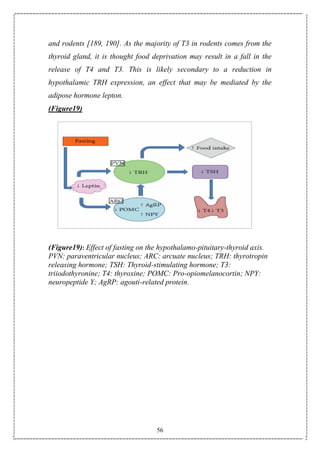 56
and rodents [189, 190]. As the majority of T3 in rodents comes from the
thyroid gland, it is thought food deprivation may result in a fall in the
release of T4 and T3. This is likely secondary to a reduction in
hypothalamic TRH expression, an effect that may be mediated by the
adipose hormone lepton.
(Figure19)
(Figure19): Effect of fasting on the hypothalamo-pituitary-thyroid axis.
PVN: paraventricular nucleus; ARC: arcuate nucleus; TRH: thyrotropin
releasing hormone; TSH: Thyroid-stimulating hormone; T3:
triiodothyronine; T4: thyroxine; POMC: Pro-opiomelanocortin; NPY:
neuropeptide Y; AgRP: agouti-related protein.
 