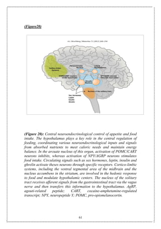 61
(Figure20)
(Figure 20): Central neuroendocrinological control of appetite and food
intake. The hypothalamus plays a key role in the central regulation of
feeding, coordinating various neuroendocrinological inputs and signals
from absorbed nutrients to meet caloric needs and maintain energy
balance. In the arcuate nucleus of this organ, activation of POMC/CART
neurons inhibits, whereas activation of NPY/AGRP neurons stimulates
food intake. Circulating signals such as sex hormones, leptin, insulin and
ghrelin activate theses neurons through specific receptors. Cortico-limbic
systems, including the ventral tegmental area of the midbrain and the
nucleus accumbens in the striatum, are involved in the hedonic response
to food and modulate hypothalamic centers. The nucleus of the solitary
tract receives afferent signals from the gastrointestinal tract via the vagus
nerve and then transfers this information to the hypothalamus. AgRP,
agouti-related peptide; CART, cocaine-amphetamine-regulated
transcript; NPY, neuropeptide Y; POMC, pro-opiomelanocortin.
 