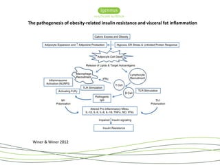 Obesity and inflammation | PPT
