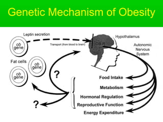Genetic Mechanism of Obesity
 