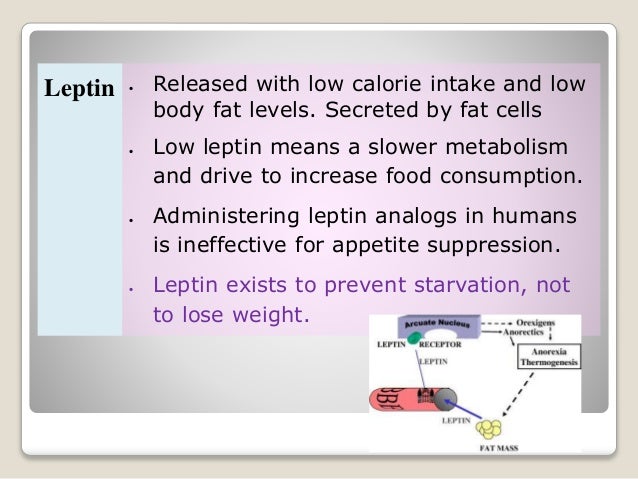 increase foods metabolism that leptin metabolic syndrome 2 Obesity and increase foods metabolism that leptin metabolic syndrome 2 Obesity and