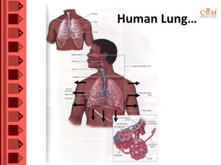 Human Lung…
 