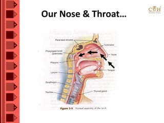 Our Nose & Throat…
 