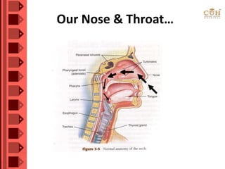 Our Nose & Throat…
 