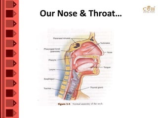 Our Nose & Throat…
 