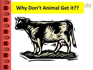 Why Don’t Animal Get it??
 