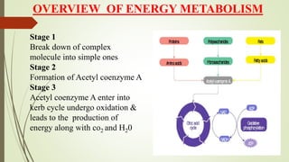 OVERVIEW OF ENERGY METABOLISM
Stage 1
Break down of complex
molecule into simple ones
Stage 2
Formation of Acetyl coenzyme A
Stage 3
Acetyl coenzyme A enter into
kerb cycle undergo oxidation &
leads to the production of
energy along with co2 and H20
 