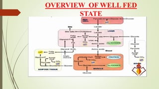 OVERVIEW OF WELL FED
STATE
 