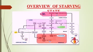 OVERVIEW OF STARVING
STATE
 