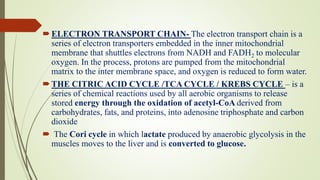 ELECTRON TRANSPORT CHAIN- The electron transport chain is a
series of electron transporters embedded in the inner mitochondrial
membrane that shuttles electrons from NADH and FADH2 to molecular
oxygen. In the process, protons are pumped from the mitochondrial
matrix to the inter membrane space, and oxygen is reduced to form water.
THE CITRIC ACID CYCLE /TCA CYCLE / KREBS CYCLE – is a
series of chemical reactions used by all aerobic organisms to release
stored energy through the oxidation of acetyl-CoA derived from
carbohydrates, fats, and proteins, into adenosine triphosphate and carbon
dioxide
 The Cori cycle in which lactate produced by anaerobic glycolysis in the
muscles moves to the liver and is converted to glucose.
 
