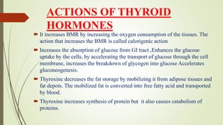 ACTIONS OF THYROID
HORMONES
 It increases BMR by increasing the oxygen consumption of the tissues. The
action that increases the BMR is called calorigenic action
 Increases the absorption of glucose from GI tract ,Enhances the glucose
uptake by the cells, by accelerating the transport of glucose through the cell
membrane, increases the breakdown of glycogen into glucose Accelerates
gluconeogenesis.
 Thyroxine decreases the fat storage by mobilizing it from adipose tissues and
fat depots. The mobilized fat is converted into free fatty acid and transported
by blood.
 Thyroxine increases synthesis of protein but it also causes catabolism of
proteins.
 