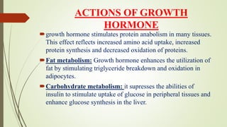 ACTIONS OF GROWTH
HORMONE
growth hormone stimulates protein anabolism in many tissues.
This effect reflects increased amino acid uptake, increased
protein synthesis and decreased oxidation of proteins.
Fat metabolism: Growth hormone enhances the utilization of
fat by stimulating triglyceride breakdown and oxidation in
adipocytes.
Carbohydrate metabolism: it supresses the abilities of
insulin to stimulate uptake of glucose in peripheral tissues and
enhance glucose synthesis in the liver.
 