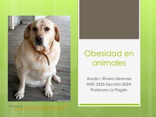 Obesidad en animales Arodis I. Rivera Miranda INTD 3355 Sección002# Profesora Liz Pagán Obtenidode http://www.thisislondon.co.uk/news/article-23387335-obesity-drug-launched-for-fat-dogs.do 