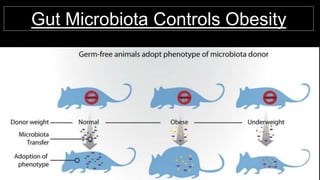 Gut Microbiota Controls Obesity
 