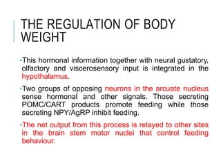 THE REGULATION OF BODY
WEIGHT
•This hormonal information together with neural gustatory,
olfactory and viscerosensory input is integrated in the
hypothalamus.
•Two groups of opposing neurons in the arcuate nucleus
sense hormonal and other signals. Those secreting
POMC/CART products promote feeding while those
secreting NPY/AgRP inhibit feeding.
•The net output from this process is relayed to other sites
in the brain stem motor nuclei that control feeding
behaviour.
 