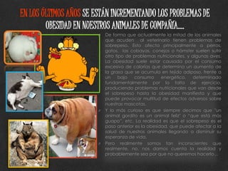 EN LOS ÚLTIMOS AÑOS SE ESTÁN INCREMENTANDO LOS PROBLEMAS DE
        OBESIDAD EN NUESTROS ANIMALES DE COMPAÑÍA….
                        O   De forma que actualmente la mitad de los animales
                            que acuden al veterinario tienen problemas de
                            sobrepeso. Esto afecta principalmente a perros,
                            gatos, las cobayas, conejos o hámster suelen sufrir
                            otro tipo de problemas nutricionales, y algunas aves.
                            La obesidad suele estar causada por el consumo
                            excesivo de calorías que determina un aumento de
                            la grasa que se acumula en tejido adiposo, frente a
                            un     bajo  consumo      energético,    determinado
                            fundamentalmente por la falta de ejercicio,
                            produciendo problemas nutricionales que van desde
                            el sobrepeso hasta la obesidad manifiesta y que
                            puede provocar multitud de efectos adversos sobre
                            nuestras mascotas.
                        O   Y lo más curioso es que siempre decimos que "un
                            animal gordito es un animal feliz" o “que está más
                            guapo”, etc. La realidad es que el sobrepeso es el
                            paso anterior es la obesidad, que puede afectar a la
                            salud de nuestros animales llegando a disminuir su
                            esperanza de vida.
                        O   Pero realmente somos tan inconscientes que
                            realmente, no, nos damos cuenta la realidad y
                            probablemente sea por que no queremos hacerlo...
 
