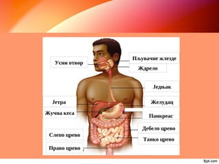 Усни отвор
Ждрело
Пљувачне жлезде
Једњак
Желудац
Дебело црево
Танко црево
Право црево
Јетра
Жучна кеса
Панкреас
Слепо црево
 
