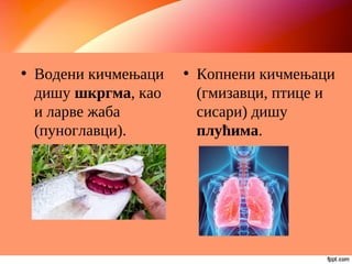 • Водени кичмењаци
дишу шкргма, као
и ларве жаба
(пуноглавци).
• Копнени кичмењаци
(гмизавци, птице и
сисари) дишу
плућима.
 