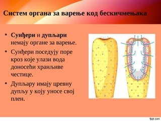 Систем органа за варење код бескичмењака
• Сунђери и дупљари
немају органе за варење.
• Сунђери поседују поре
кроз које улази вода
доносећи хранљиве
честице.
• Дупљару имају цревну
дупљу у коју уносе свој
плен.
 