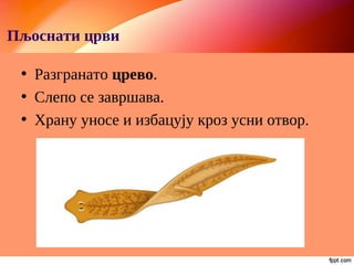 Пљоснати црви
• Разгранато црево.
• Слепо се завршава.
• Храну уносе и избацују кроз усни отвор.
 