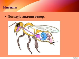 Инсекти
• Поседују анални отвор.
 