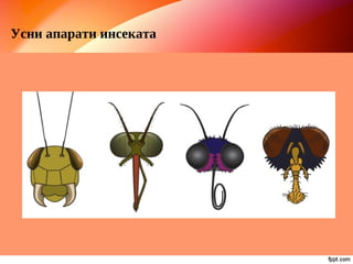 Усни апарати инсеката
 