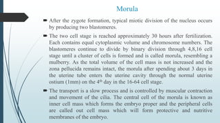 Morula
 After the zygote formation, typical miotic division of the nucleus occurs
by producing two blastomeres.
 The two cell stage is reached approximately 30 hours after fertilization.
Each contains equal cytoplasmic volume and chromosome numbers. The
blastomeres continue to divide by binary division through 4,8,16 cell
stage until a cluster of cells is formed and is called morula, resembling a
mulberry. As the total volume of the cell mass is not increased and the
zona pellucida remains intact, the morula after spending about 3 days in
the uterine tube enters the uterine cavity through the normal uterine
ostium (1mm) on the 4th day in the 16-64 cell stage.
 The transport is a slow process and is controlled by muscular contraction
and movement of the cilia. The central cell of the morula is known as
inner cell mass which forms the embryo proper and the peripheral cells
are called out cell mass which will form protective and nutritive
membranes of the embryo.
 