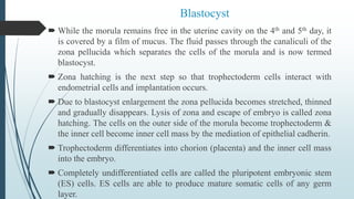 Blastocyst
 While the morula remains free in the uterine cavity on the 4th and 5th day, it
is covered by a film of mucus. The fluid passes through the canaliculi of the
zona pellucida which separates the cells of the morula and is now termed
blastocyst.
 Zona hatching is the next step so that trophectoderm cells interact with
endometrial cells and implantation occurs.
 Due to blastocyst enlargement the zona pellucida becomes stretched, thinned
and gradually disappears. Lysis of zona and escape of embryo is called zona
hatching. The cells on the outer side of the morula become trophectoderm &
the inner cell become inner cell mass by the mediation of epithelial cadherin.
 Trophectoderm differentiates into chorion (placenta) and the inner cell mass
into the embryo.
 Completely undifferentiated cells are called the pluripotent embryonic stem
(ES) cells. ES cells are able to produce mature somatic cells of any germ
layer.
 