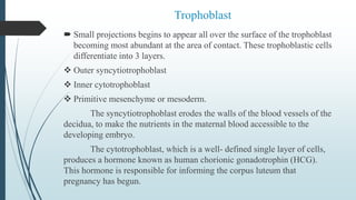 Trophoblast
 Small projections begins to appear all over the surface of the trophoblast
becoming most abundant at the area of contact. These trophoblastic cells
differentiate into 3 layers.
 Outer syncytiotrophoblast
 Inner cytotrophoblast
 Primitive mesenchyme or mesoderm.
The syncytiotrophoblast erodes the walls of the blood vessels of the
decidua, to make the nutrients in the maternal blood accessible to the
developing embryo.
The cytotrophoblast, which is a well- defined single layer of cells,
produces a hormone known as human chorionic gonadotrophin (HCG).
This hormone is responsible for informing the corpus luteum that
pregnancy has begun.
 