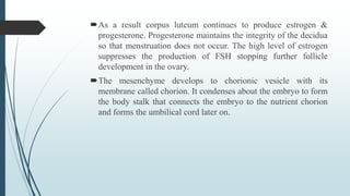 As a result corpus luteum continues to produce estrogen &
progesterone. Progesterone maintains the integrity of the decidua
so that menstruation does not occur. The high level of estrogen
suppresses the production of FSH stopping further follicle
development in the ovary.
The mesenchyme develops to chorionic vesicle with its
membrane called chorion. It condenses about the embryo to form
the body stalk that connects the embryo to the nutrient chorion
and forms the umbilical cord later on.
 
