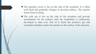  The amniotic cavity is lies on the side of the ectoderm. It is filled
with fluid and gradually enlarges to develop embryo. The amnion
forms from its lining.
 The yolk sac is lies on the side of the ectoderm and provide
nourishment for the embryo until the trophoblast is sufficiently
developed to take over. Part of it forms the primitive gut and
remainder atrophies under the amnion on the surface of the placenta.
 