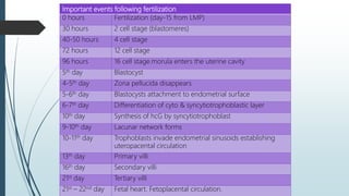 Important events following fertilization
0 hours Fertilization (day-15 from LMP)
30 hours 2 cell stage (blastomeres)
40-50 hours 4 cell stage
72 hours 12 cell stage
96 hours 16 cell stage.morula enters the uterine cavity
5th day Blastocyst
4-5th day Zona pellucida disappears
5-6th day Blastocysts attachment to endometrial surface
6-7th day Differentiation of cyto & syncytiotrophoblastic layer
10th day Synthesis of hcG by syncytiotrophoblast
9-10th day Lacunar network forms
10-11th day Trophoblasts invade endometrial sinusoids establishing
uteropacental circulation
13th day Primary villi
16th day Secondary villi
21st day Tertiary villi
21st – 22nd day Fetal heart. Fetoplacental circulation.
 