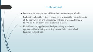 Embryoblast
 Develops the embryo, and differentiate into two types of cells-
• Epiblast : epiblast have three layers, which forms the particular parts
of the embryo. The first appearance of these layers, collectively
known as the primitive strek is around 15 days.
• Hypoblast : the hypoblast cell migrate along with inner
cytotrophoblastic lining secreting extracellular tissue which
becomes the yolk sac.
 