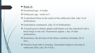  Week -5:
 Gestational age : 4 weeks
 Embryonic age : week no 3
 A notochord forms in the centre of the embryonic disk. (day 16 of
fertilization)
 Gastrulation commences. (day 16 of fertilization)
 A nueral groove (future spinal cord) forms over the notochord with a
brain bulge at one end. Neuromeres appear. ( day 18 after
fertilization)
 Sometimes, the division of the future vertebrae, form(day 20 of
fert.)
 Primitive heart tube is forming. Vasculature begins to develop in
embryonic disk.( day 20 of fert.)
 