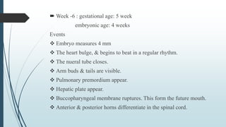  Week -6 : gestational age: 5 week
embryonic age: 4 weeks
Events
 Embryo measures 4 mm
 The heart bulge, & begins to beat in a regular rhythm.
 The nueral tube closes.
 Arm buds & tails are visible.
 Pulmonary premordium appear.
 Hepatic plate appear.
 Buccopharyngeal membrane ruptures. This form the future mouth.
 Anterior & posterior horns differentiate in the spinal cord.
 