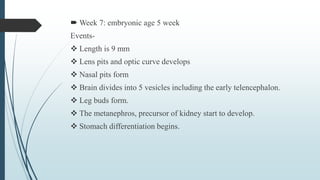  Week 7: embryonic age 5 week
Events-
 Length is 9 mm
 Lens pits and optic curve develops
 Nasal pits form
 Brain divides into 5 vesicles including the early telencephalon.
 Leg buds form.
 The metanephros, precursor of kidney start to develop.
 Stomach differentiation begins.
 