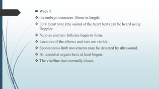  Week 9
 the embryo measures 18mm in length.
 Fetal heart tone (the sound of the heart beat) can be heard using
Doppler.
 Nipples and hair follicles begin to form.
 Location of the elbows and toes are visible.
 Spontaneous limb movements may be detected by ultrasound.
 All essential organs have at least begun.
 The vitelline duct normally closes
 