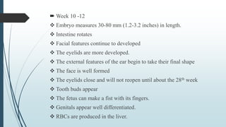  Week 10 -12
 Embryo measures 30-80 mm (1.2-3.2 inches) in length.
 Intestine rotates
 Facial features continue to developed
 The eyelids are more developed.
 The external features of the ear begin to take their final shape
 The face is well formed
 The eyelids close and will not reopen until about the 28th week
 Tooth buds appear
 The fetus can make a fist with its fingers.
 Genitals appear well differentiated.
 RBCs are produced in the liver.
 