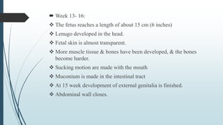  Week 13- 16:
 The fetus reaches a length of about 15 cm (6 inches)
 Lenugo developed in the head.
 Fetal skin is almost transparent.
 More muscle tissue & bones have been developed, & the bones
become harder.
 Sucking motion are made with the mouth
 Muconium is made in the intestinal tract
 At 15 week development of external genitalia is finished.
 Abdominal wall closes.
 