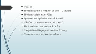  Week 23
 The fetus reaches a length of 28 cm (11.2 inches)
 The fetus weighs about 925g
 Eyebrows and eyelashes are well formed.
 All of the eye components are developed.
 The fetus has a hand and startle reflex.
 Footprints and fingerprints continue forming
 Alveoli (air sacs) are forming in lungs.
 