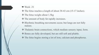  Week -31
 The fetus reaches a length of about 38-43 cm (15-17 inches).
 The fetus weighs about 1.5kg
 The amount of body fat rapidly increases.
 Rhythmic breathing movements occur, but lungs are not fully
mature.
 Thalamic brain connections, which mediate sensory input, form.
 Bones are fully developed, but are still soft and pliable.
 The fetus begins storing a lot of iron, calcium and phosphorus.
 