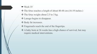  Week 35
 The fetus reaches a length of about 40-48 cm (16-19 inches.)
 The fetus weighs about 2.5 to 3 kg.
 Lanugo begins to disappear.
 Body fat increases.
 Fingernails reach the end of the fingertips.
 A baby born at 36 weeks has a high chance of survival, but may
require medical interventions.
 