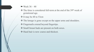  Week 36 – 40
 The fetus is considered full-term at the end of the 39th week of
gestational age.
 It may be 48 to 53cm
 The lenugo is gone except on the upper arms and shoulders.
 Fingernails extend beyond fingertips.
 Small breast buds are present on both sexes.
 Haed hair is now coarse and thickest.
 